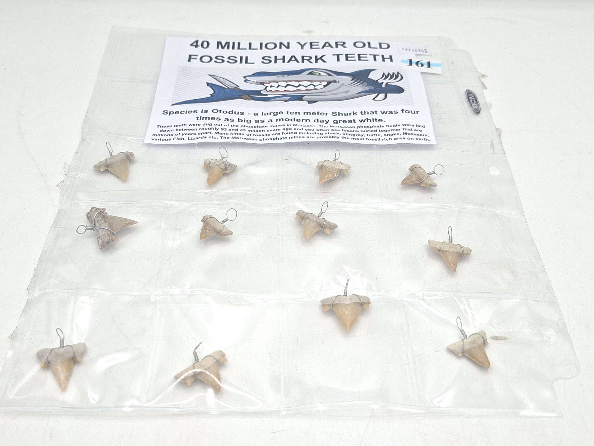 161 · SHARK TEETH