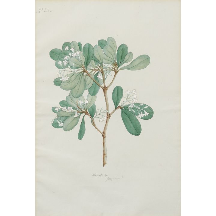 Attributed to Rungia Raju. 19th century