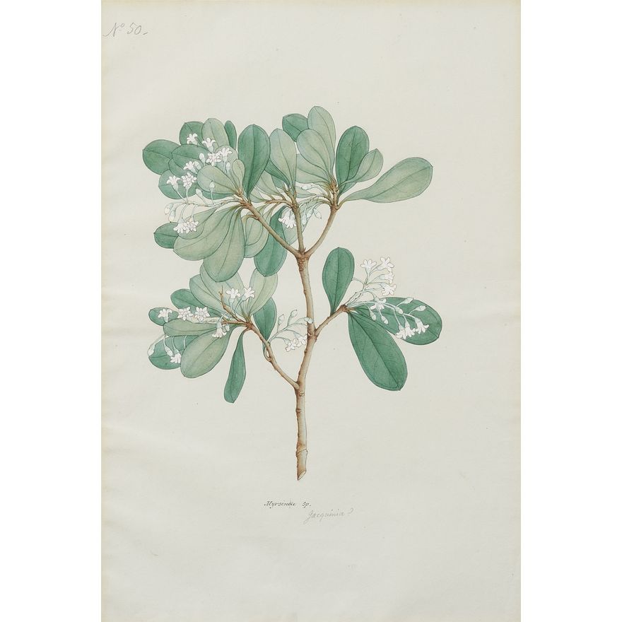 Attributed to Rungia Raju. 19th century