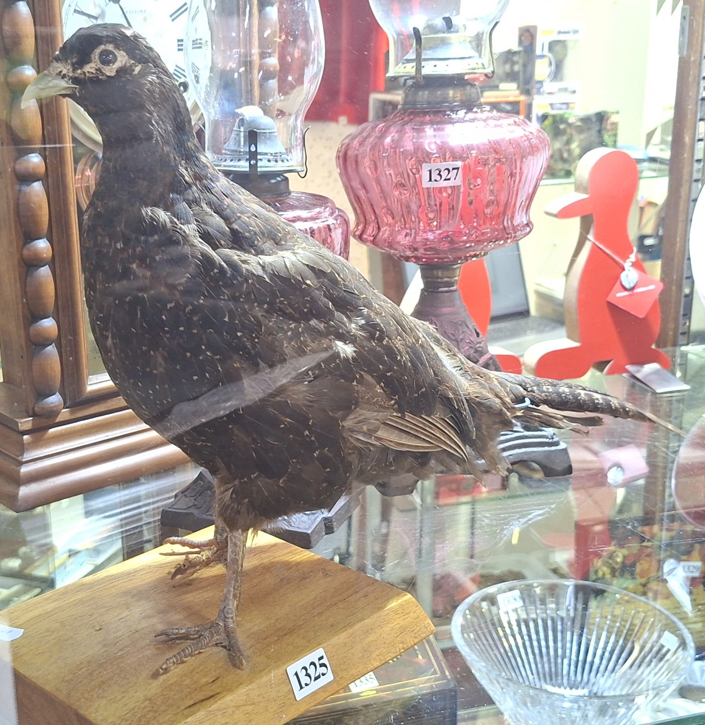 Partridge Bird Taxidermy