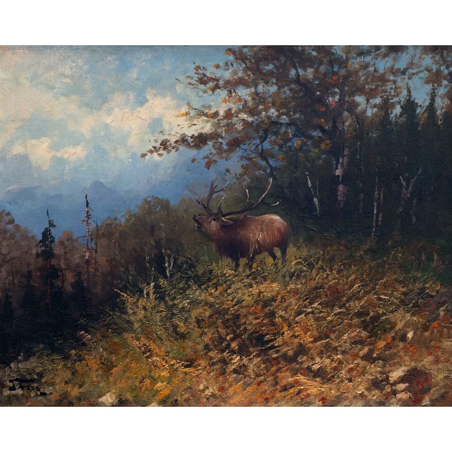 John Fery (1859–1934), Bugling Elk