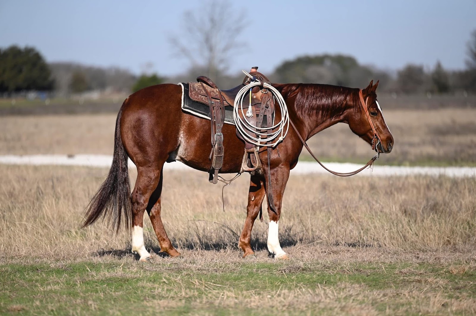 MISTER ★𝘉𝘺 𝘋𝘶𝘢𝘭 𝘙𝘦𝘺𝘪𝘴𝘩★ | Horse Bid, LLC