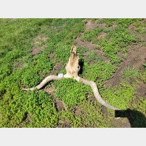 Set of large twisted texas longhorns, skull, rack