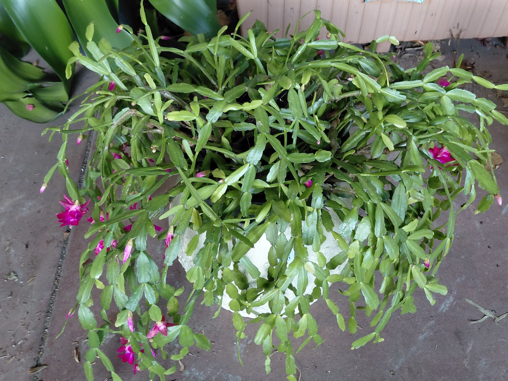 453 · HOLIDAY CACTUS