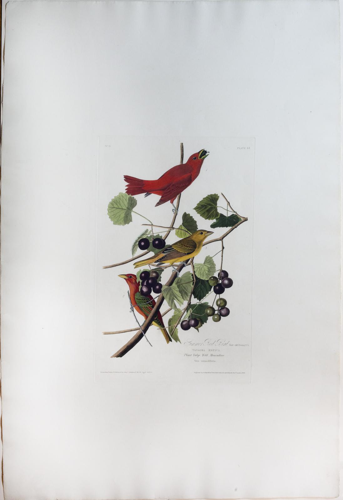 Audubon Aquatint, Summer Red Bird