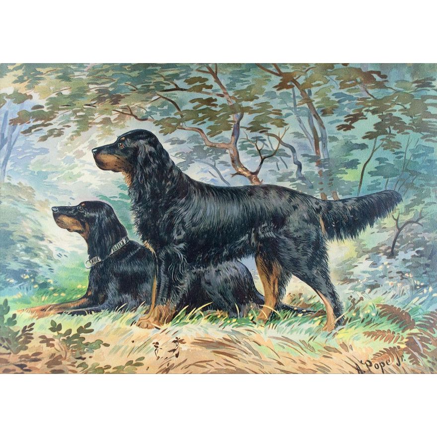 Gordon Setters by Alexander Pope (1849-1924)