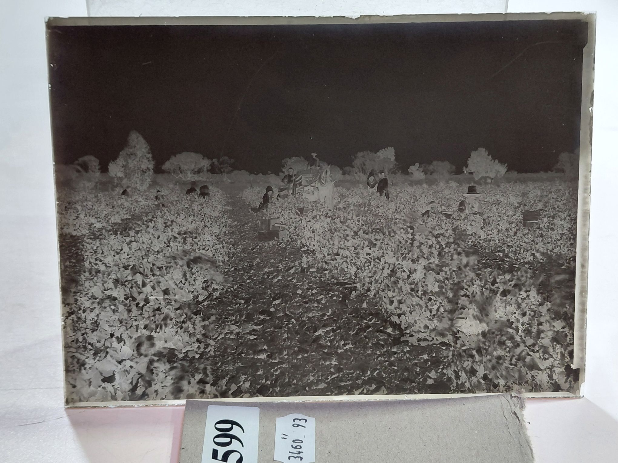 Glass Negatives