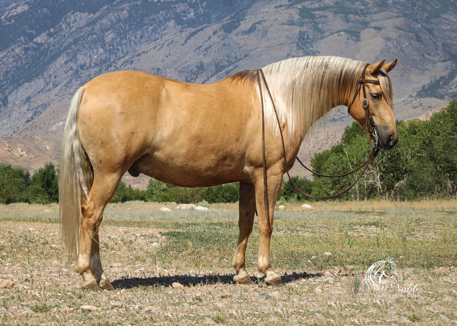 ℳ𝒶𝓇𝒸𝒽 ♦️𝐑𝐈𝐃𝐄𝐑'𝐒 𝐂𝐇𝐎𝐈𝐂𝐄♦️ | Horse Bid, LLC