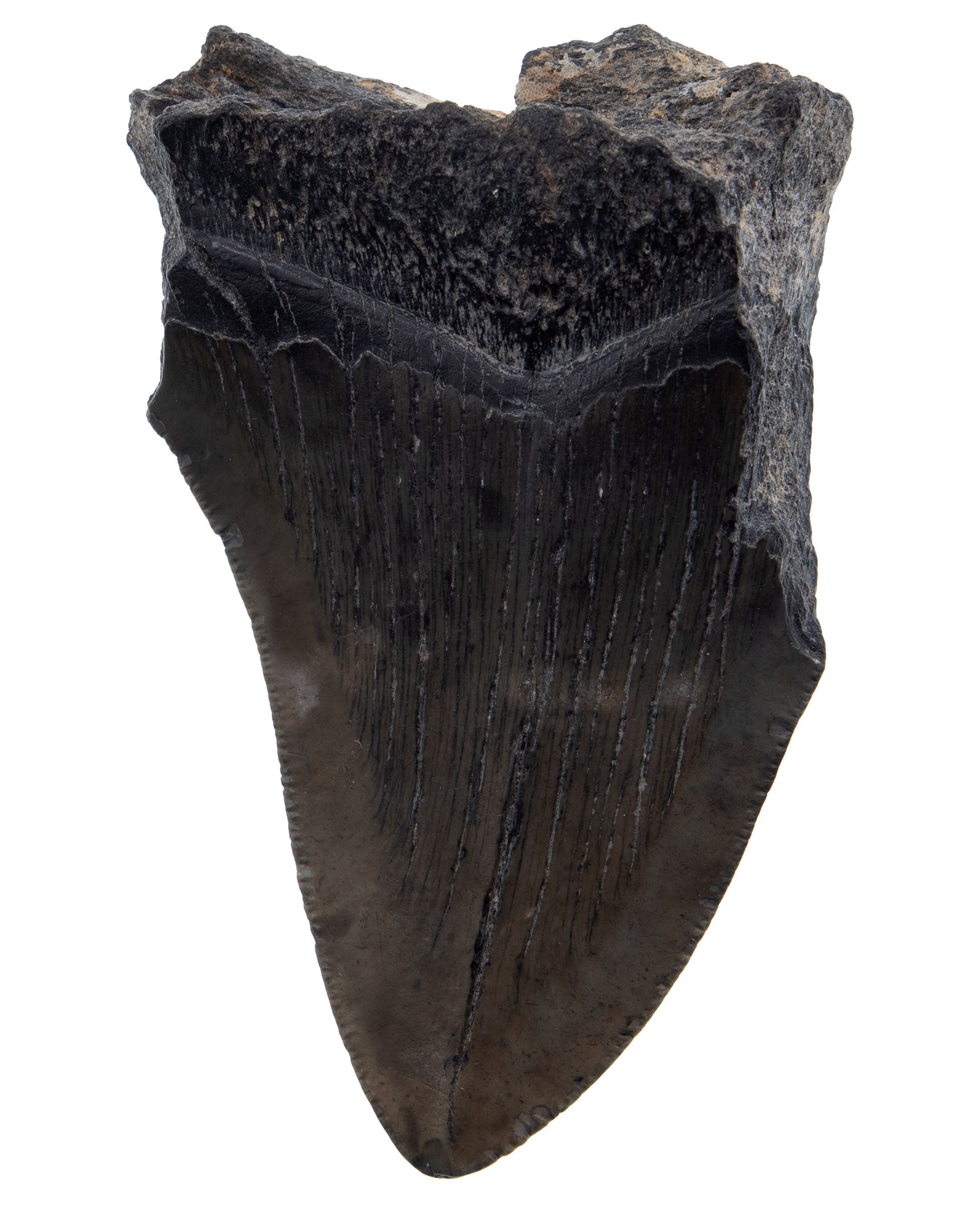 Mexico, Megalodon Shark Tooth,