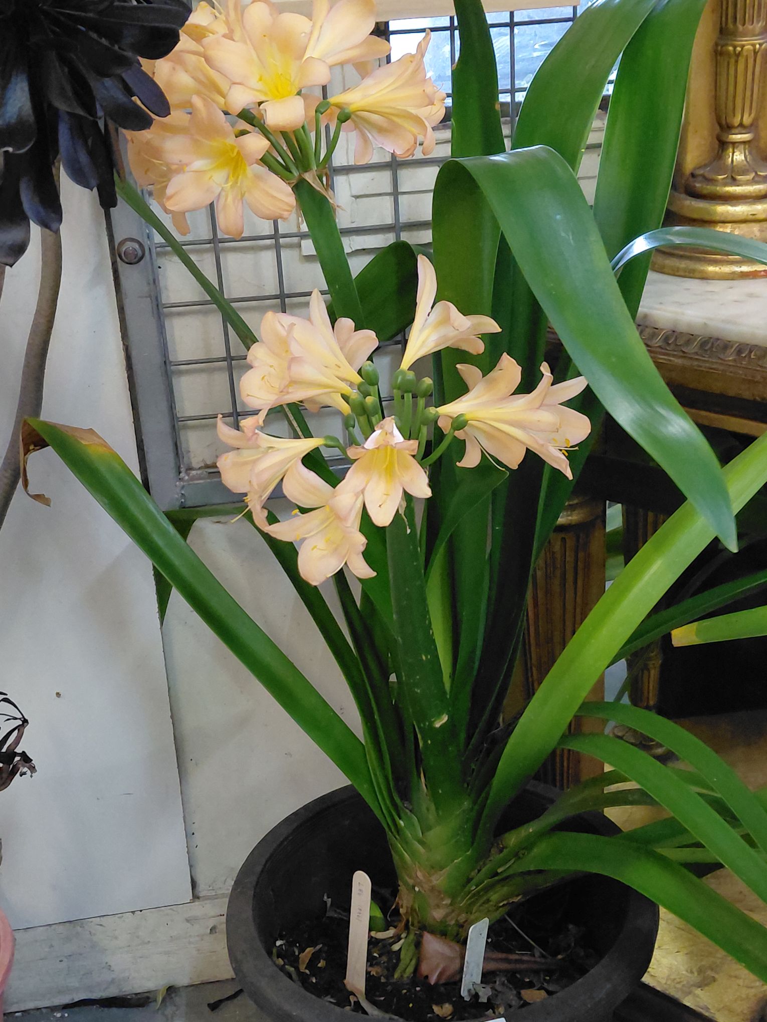 6 · PEACH FLOWERING CLIVIA