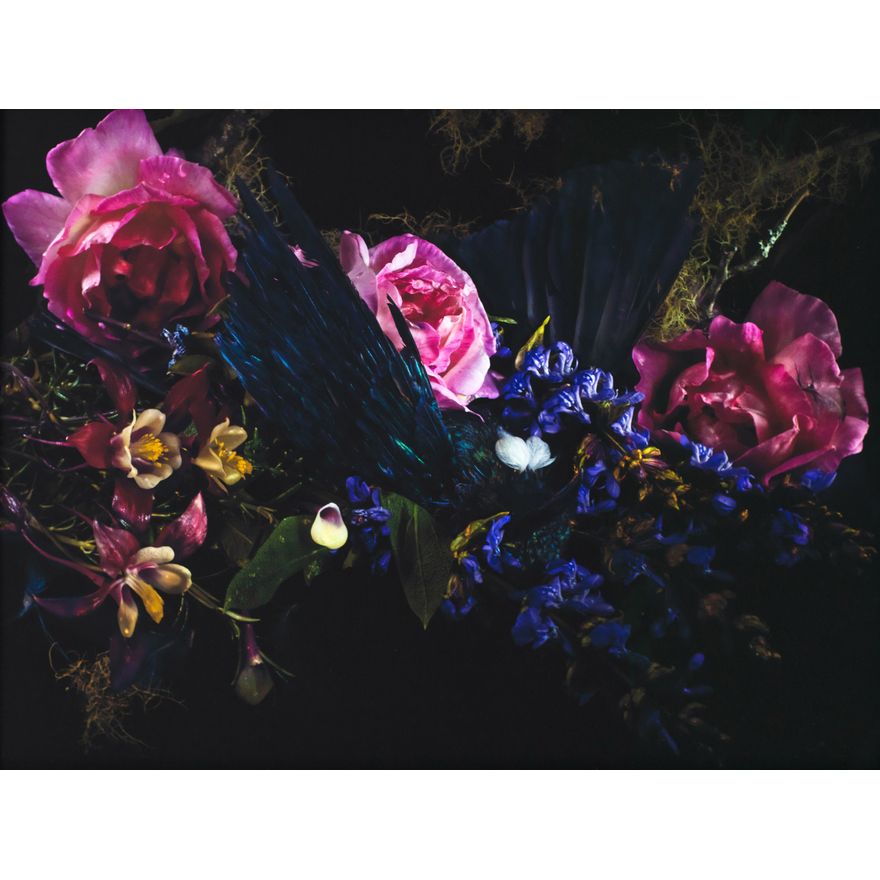 Fiona Pardington 'Tui on a Byre of Flowering Sage and Wild Roses'