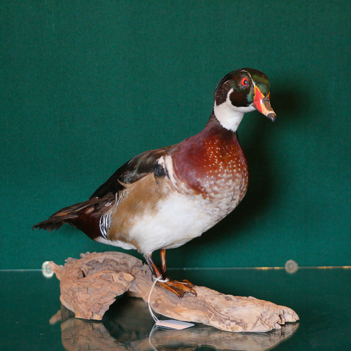 Pato Wood
