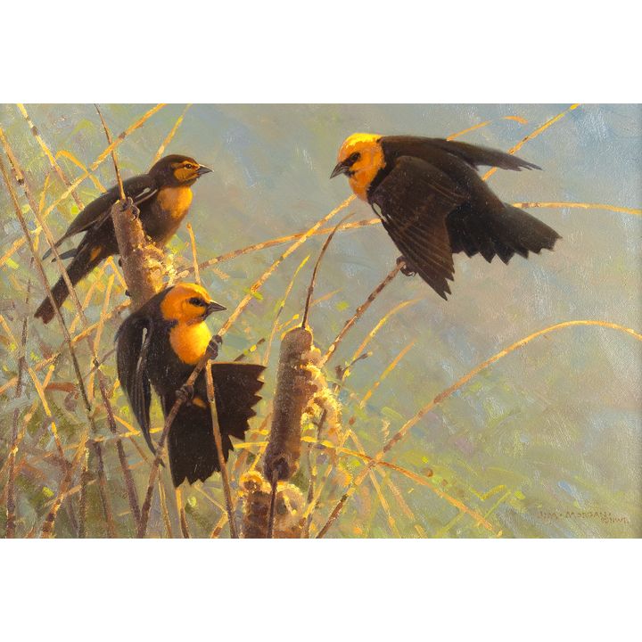 Jim Morgan (1947- ), Yellow-Headed Blackbirds