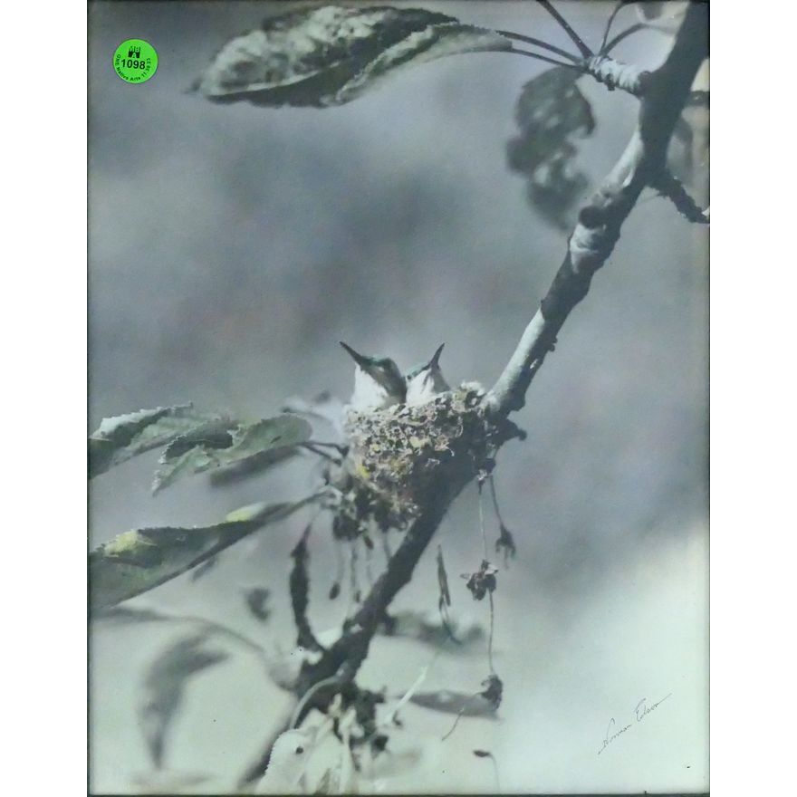Norman Edson ''Hummingbird Nest'' Tinted Photograph in Piecrust
