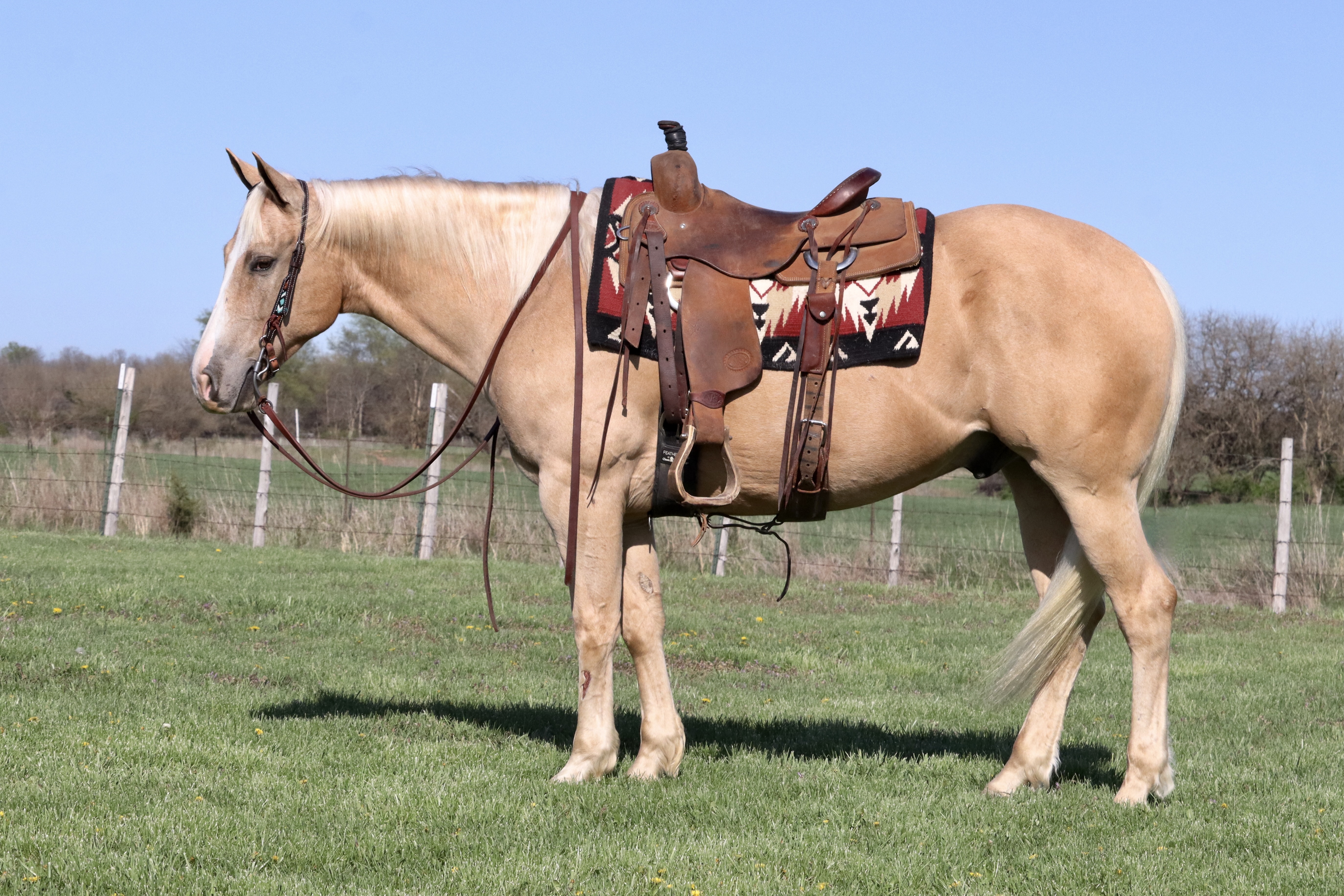 JASPER 𝐿𝑖𝑙 𝐽𝑜𝑒 𝐶ℎ𝑖𝑐𝑘 | Horse Bid, LLC