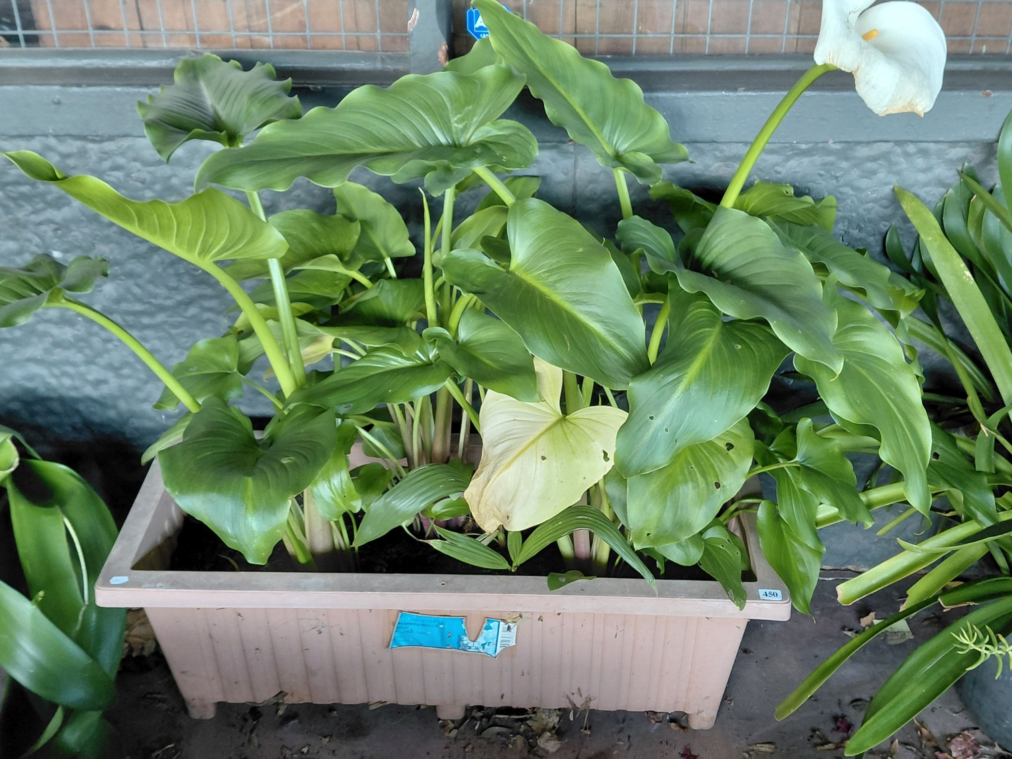 450 · PEACE LILY