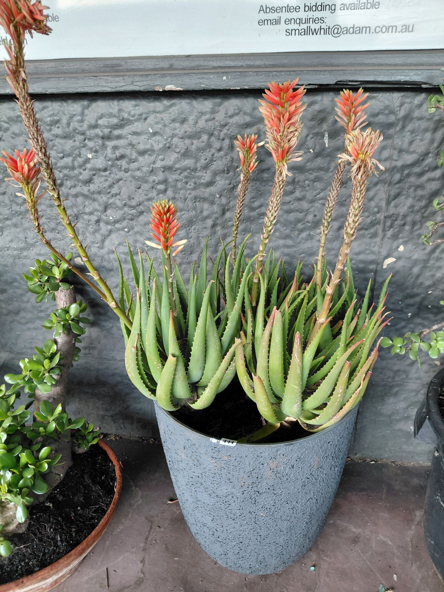 444 · MIGHTY SUNSET ALOE