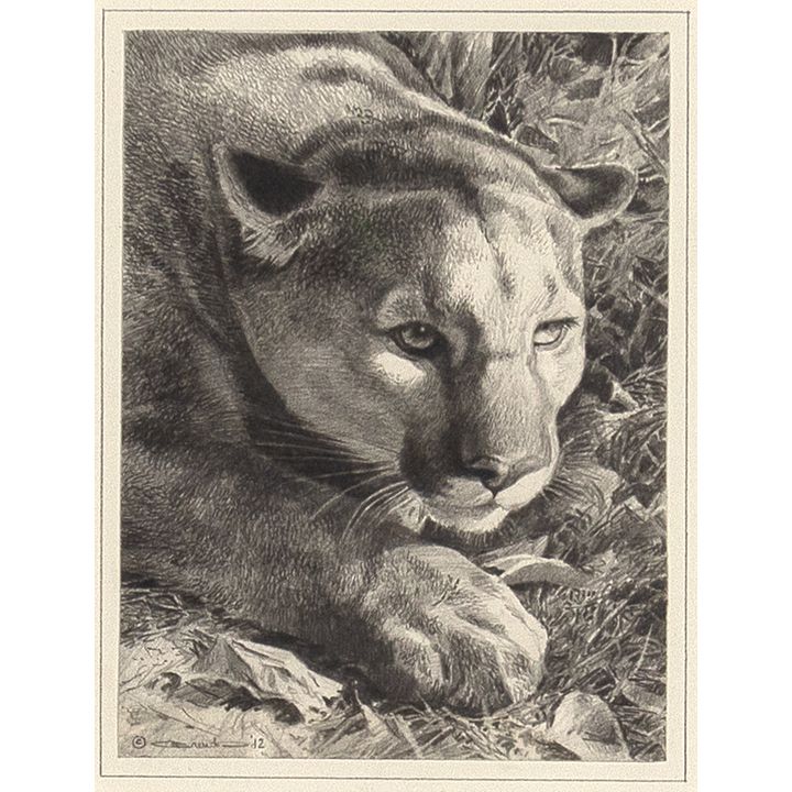Carl Brenders (1937- ), Stalking Cougar