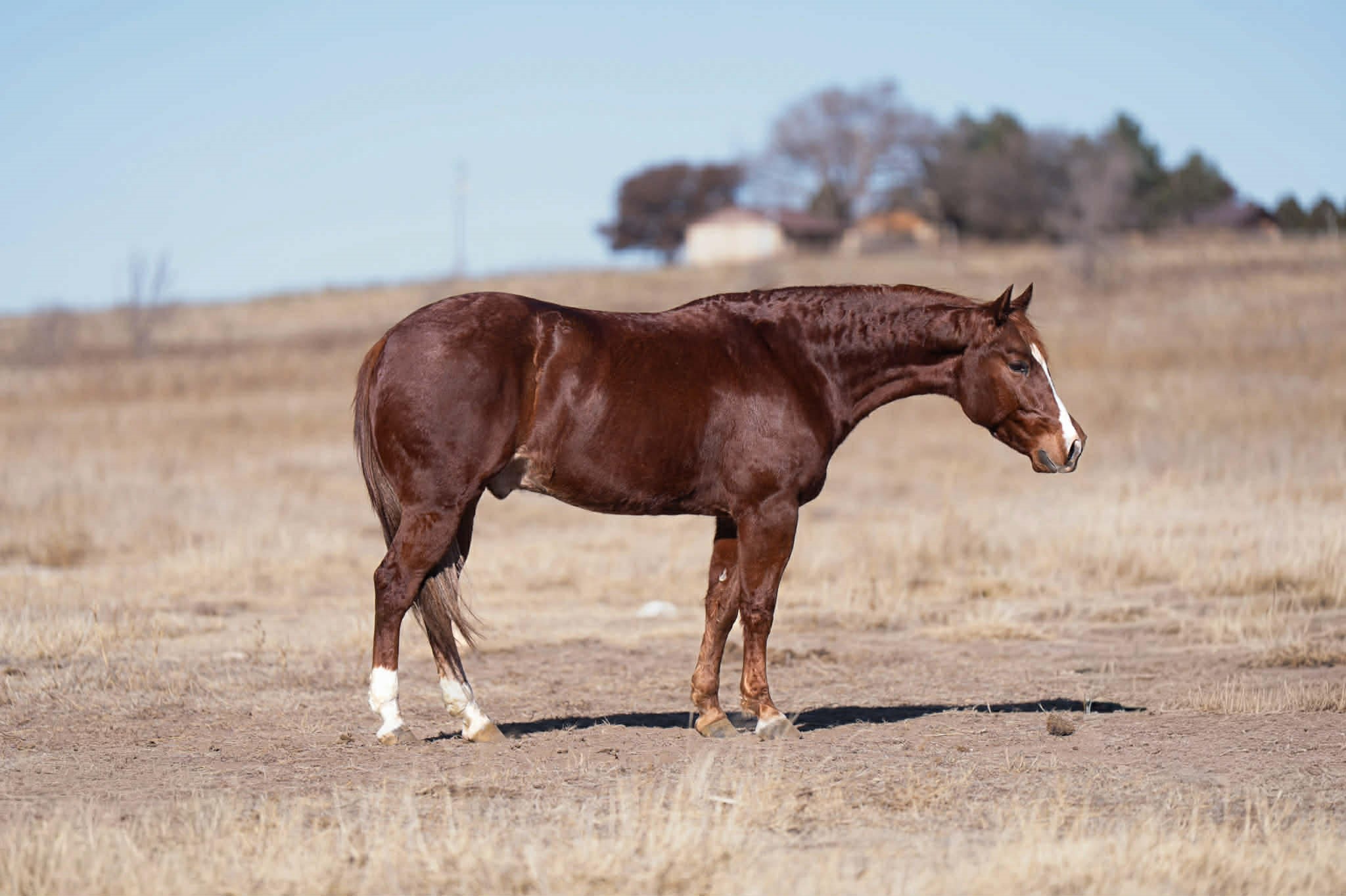 WAYLON *Gold Buckle eligible! Started on the heel side* | Horse Bid, LLC