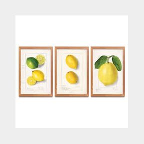 A2 Artist Sketch Paper Prints - Zesty Lemons - set of 3 - Zesty Lemon Collection- 51743/2327 SN B3 (S7)