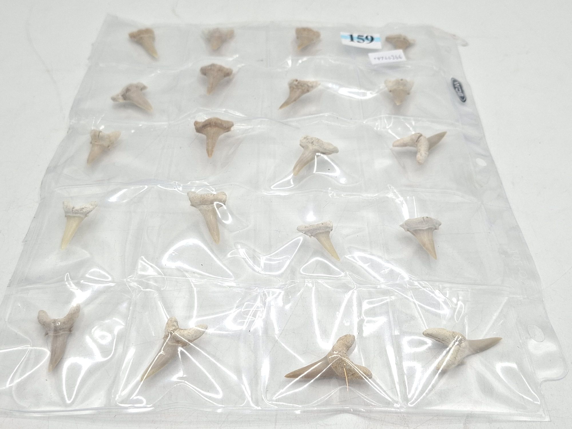 SHARK TEETH