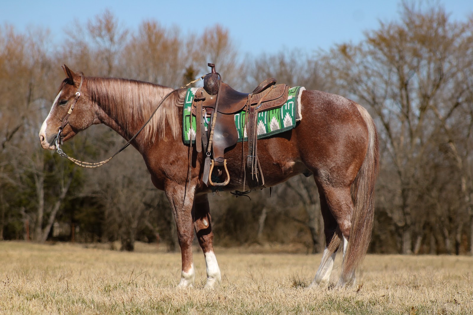 ℳ𝒶𝓇𝒸𝒽 ♦️𝐑𝐈𝐃𝐄𝐑'𝐒 𝐂𝐇𝐎𝐈𝐂𝐄♦️ | Horse Bid, LLC