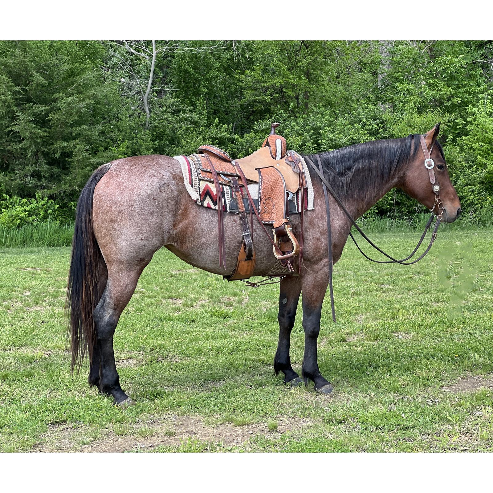 røveri regional instinkt 𝐑𝐎𝐗𝐘 | Horse Bid, LLC