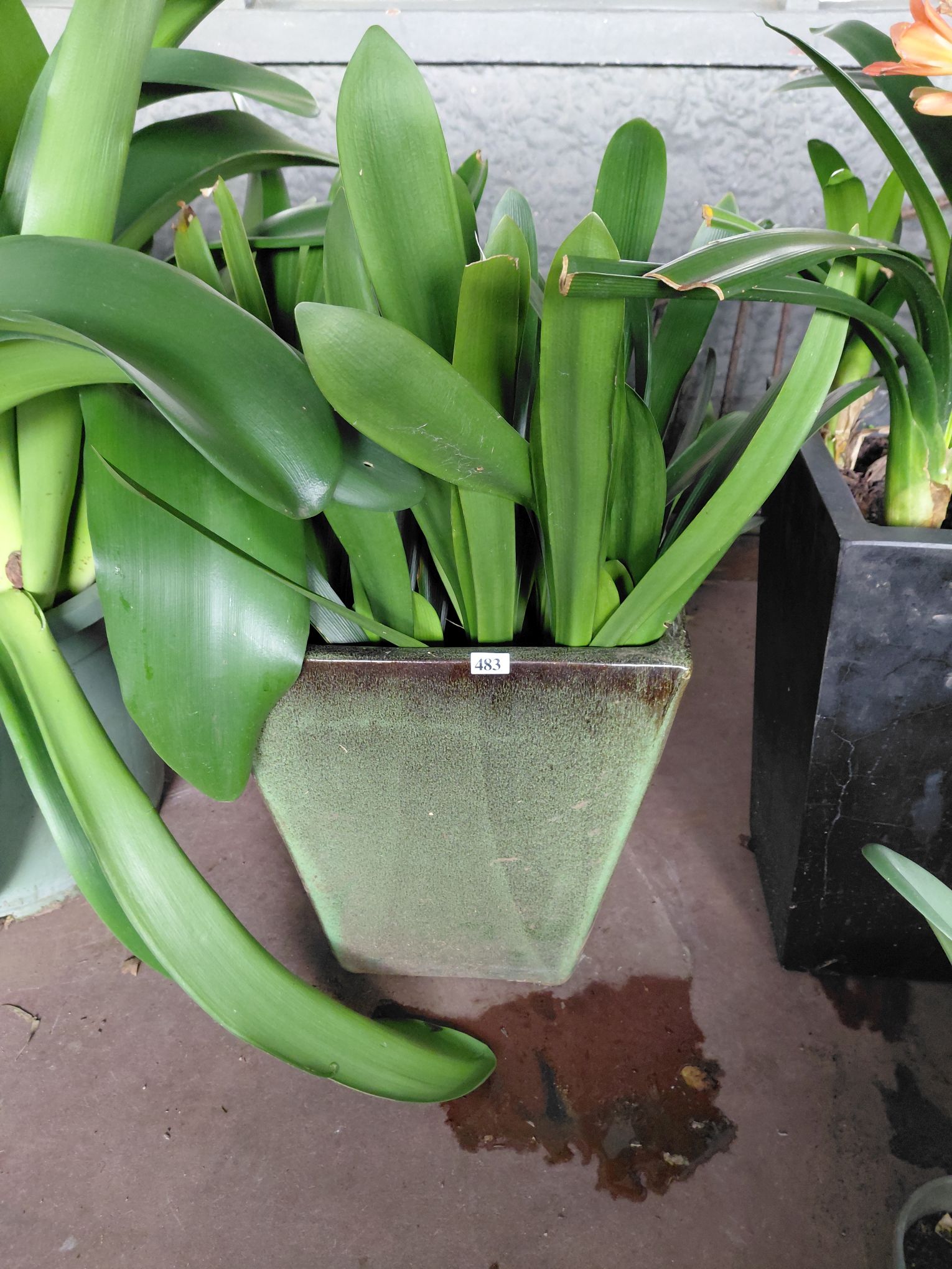483 · FLOWERING CLIVIA