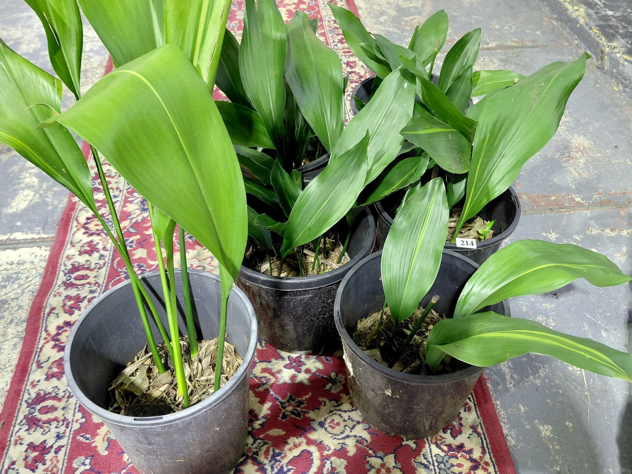 214 · ASPIDISTRA PLANTS