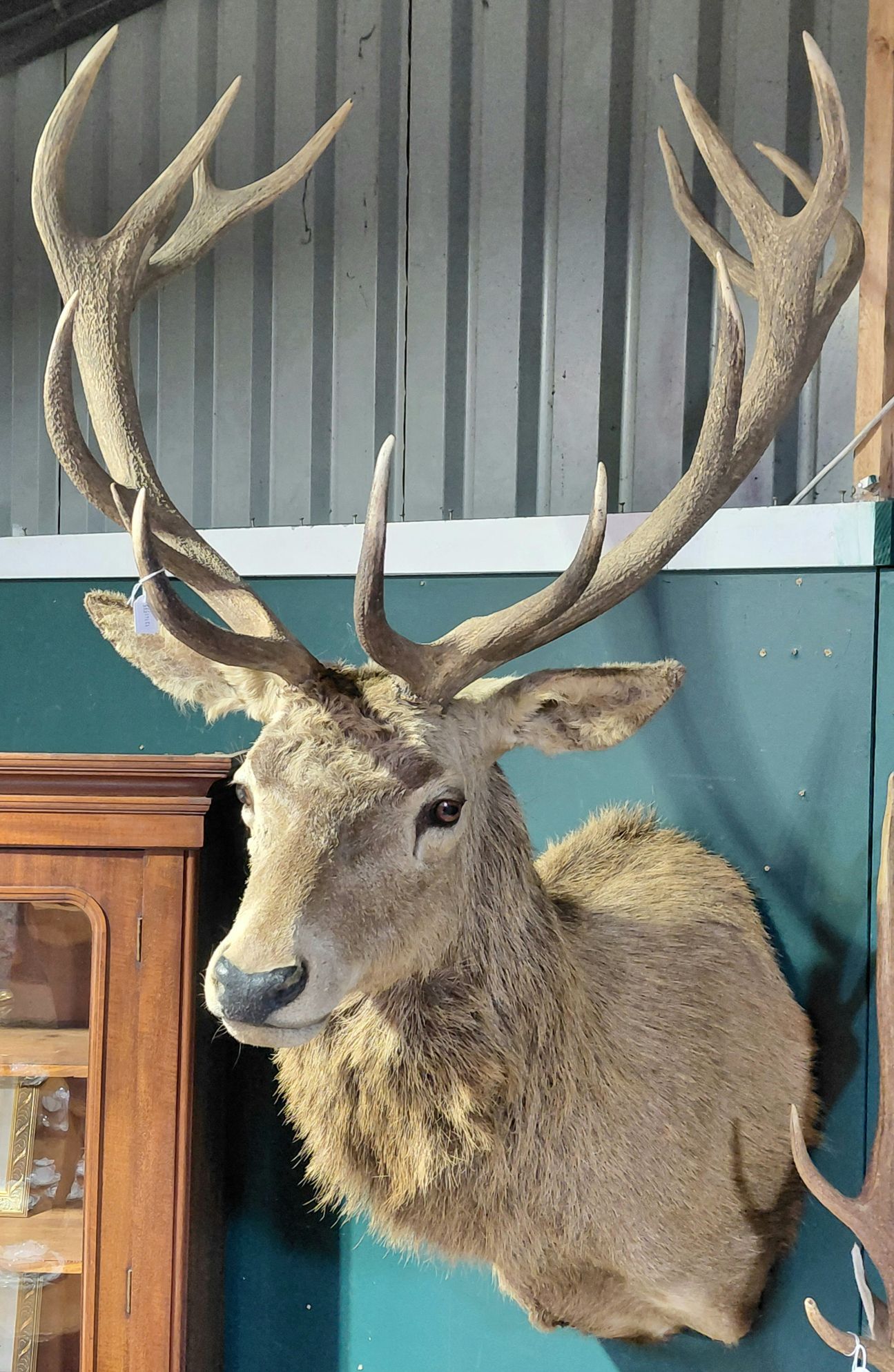 590 · TAXIDERMY RED DEER