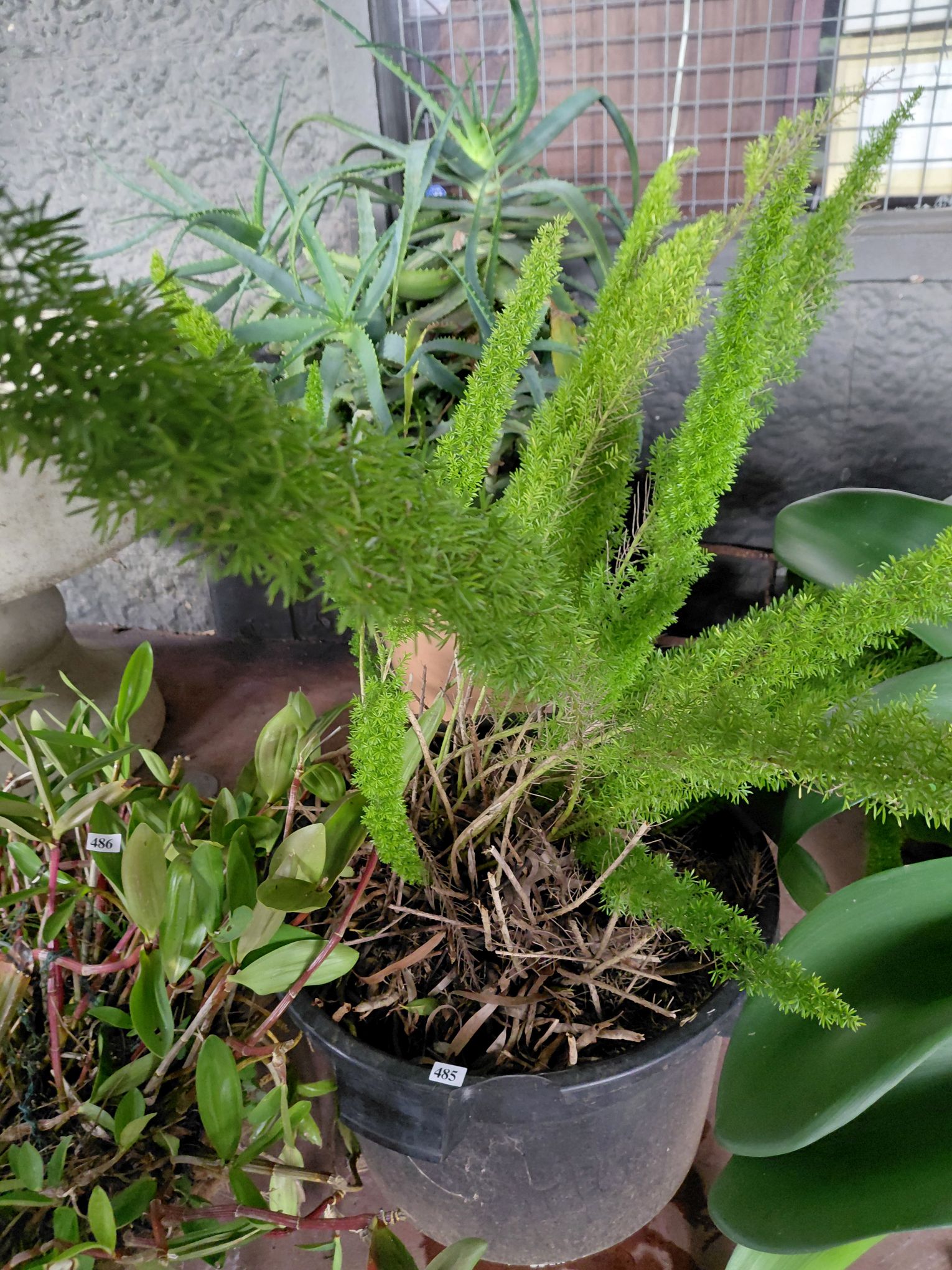 485 · FOXTAIL FERN