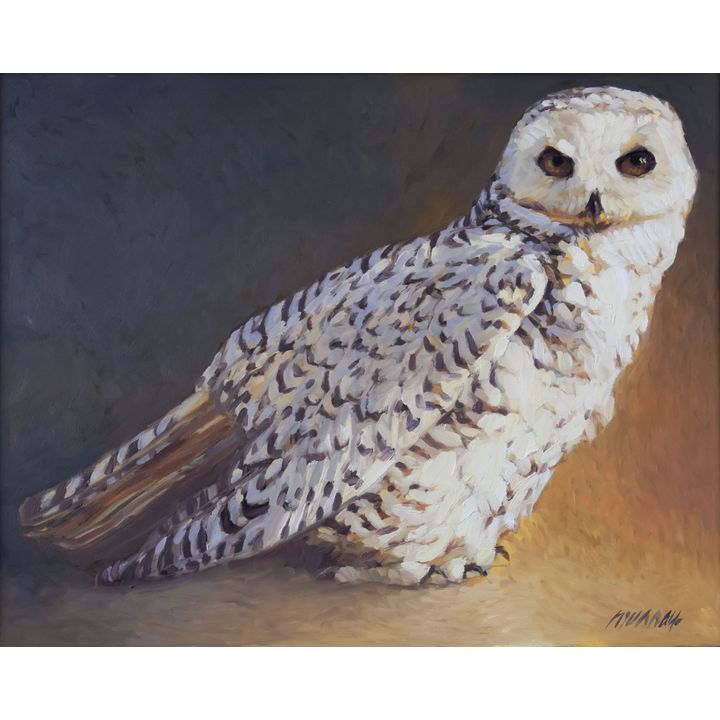 Richard Murray (1948-), Snowy Owl