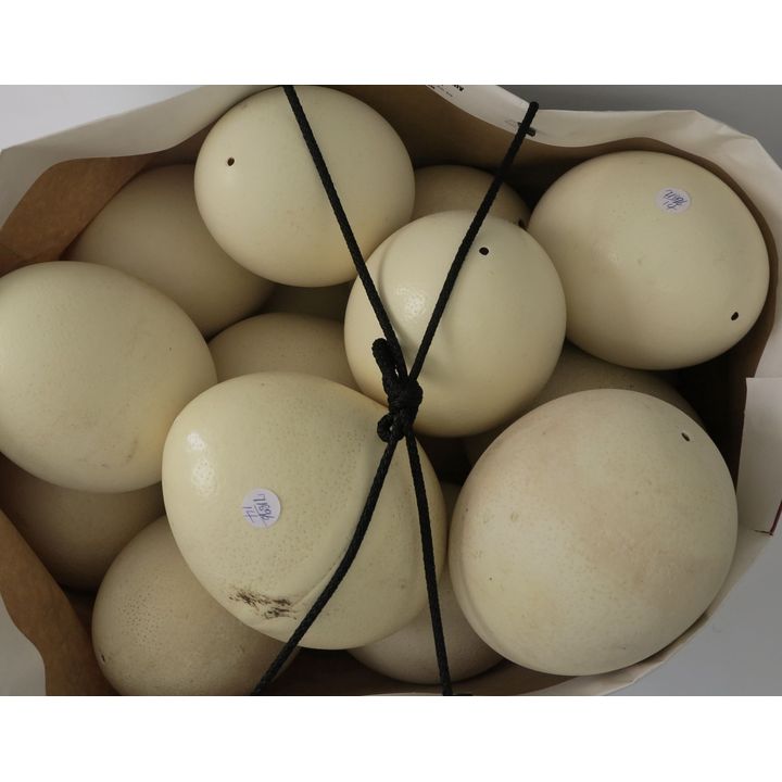 COLLECTION OF OSTRICH EGGS