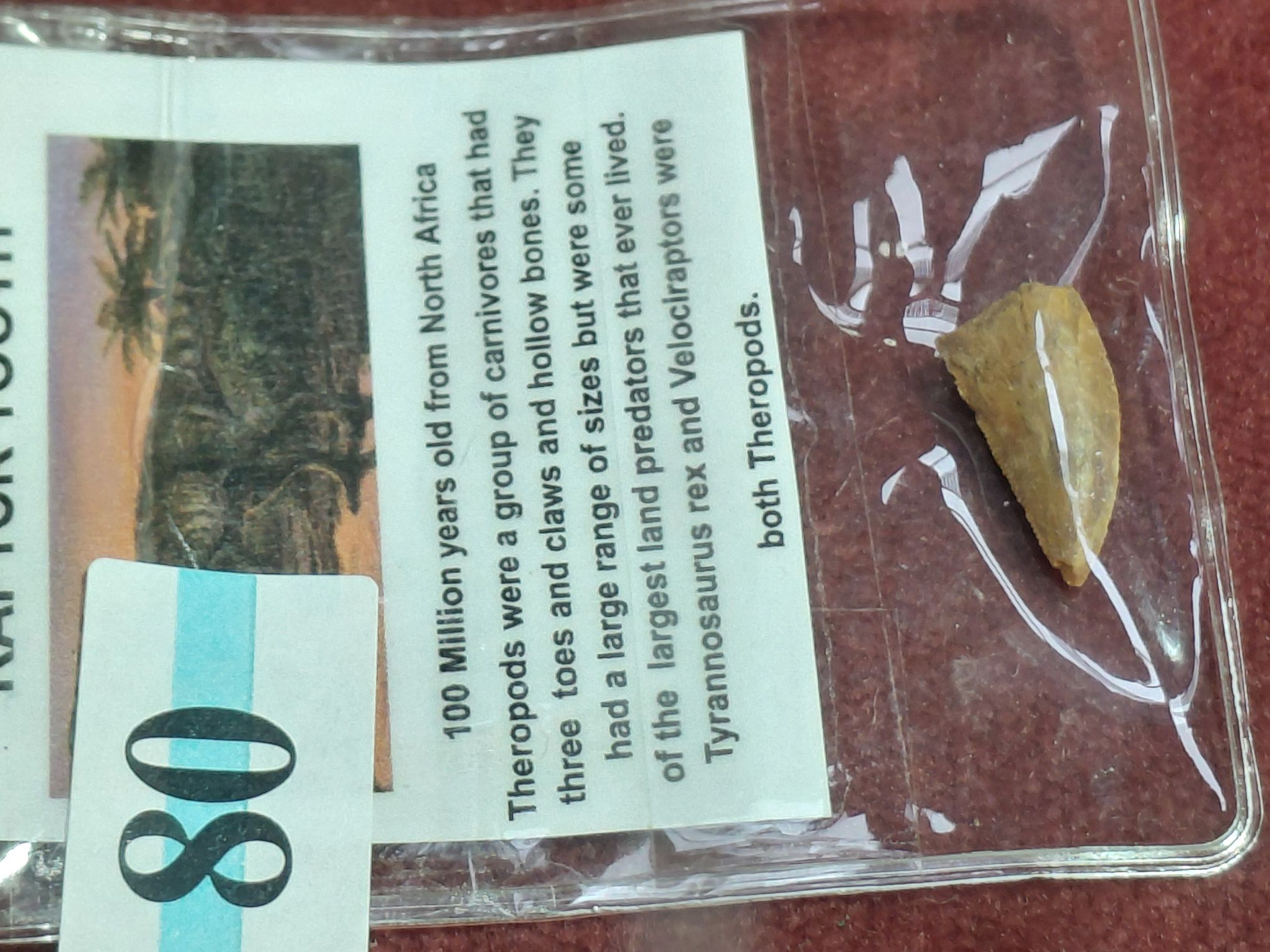 80 · RAPTOR TOOTH