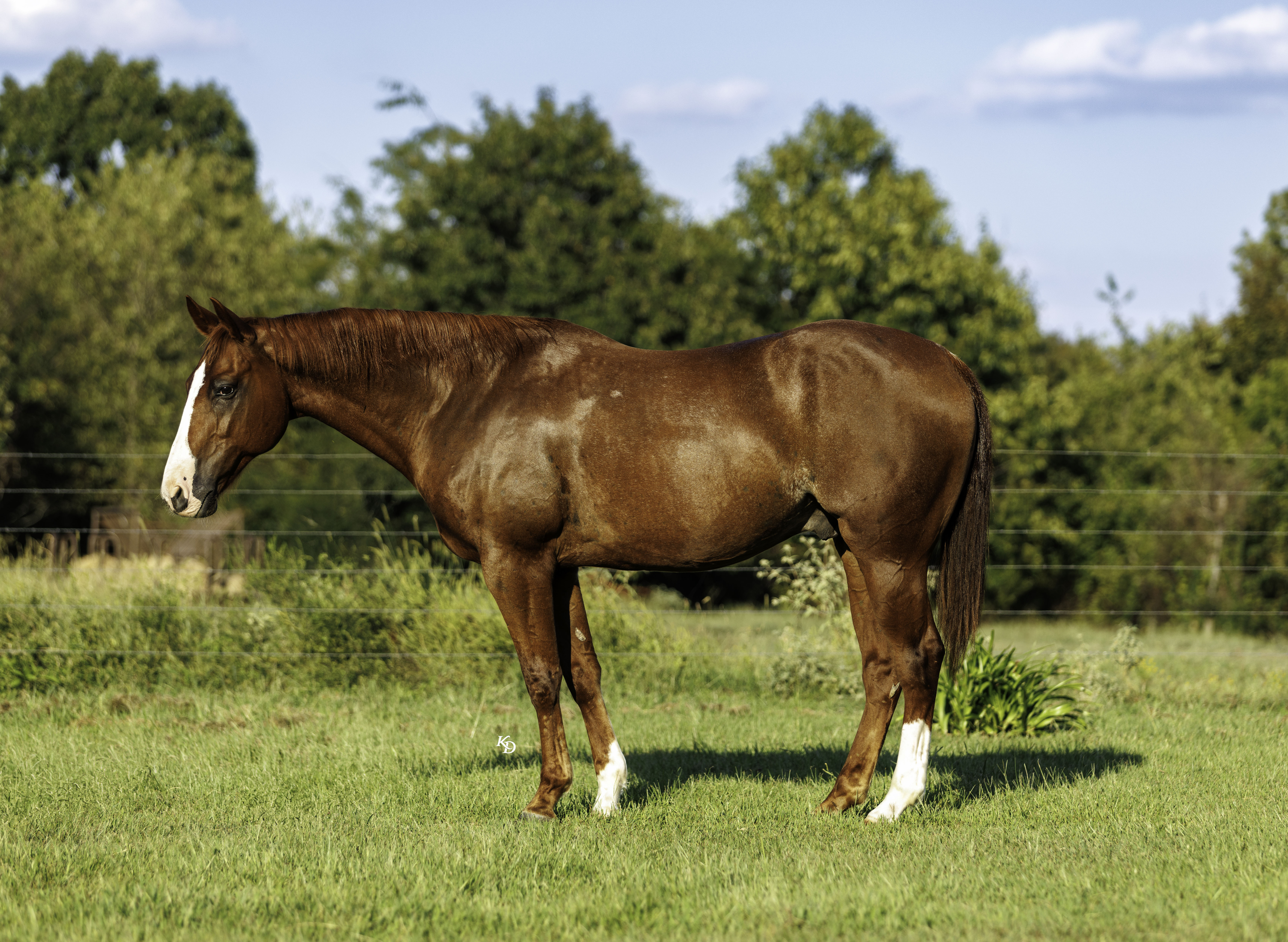 CLETUS | Horse Bid, LLC