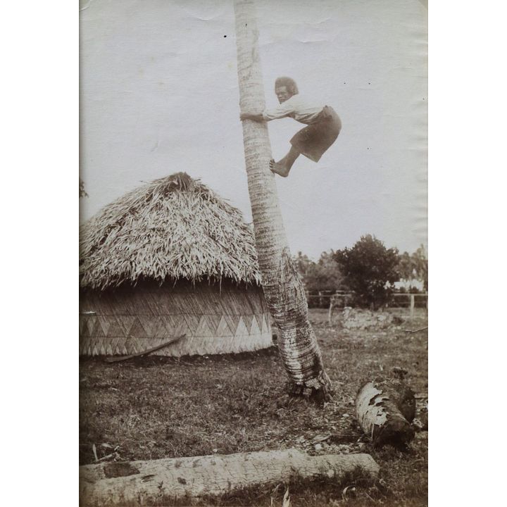 PHOTOGRAPHER UNKNOWN [attrib. to Thomas Andrews 1855-1939] - South Sea Islands - Man scaling a palm tree