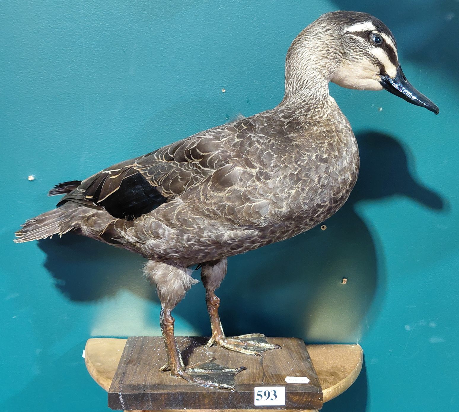 593 · TAXIDERMY PACIFIC BLACK DUCK