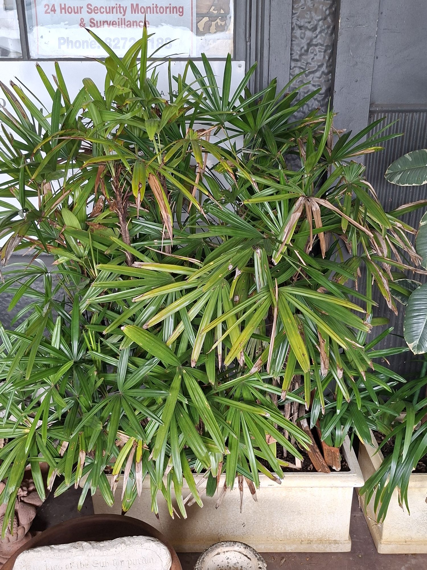 LADY PALM