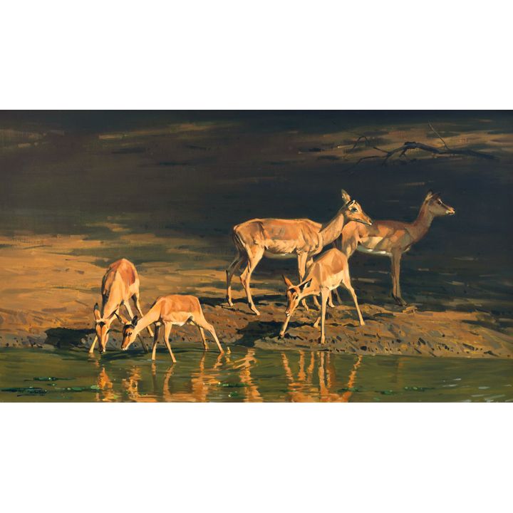 Dino Paravano (1935-), Impala in Late Afternoon