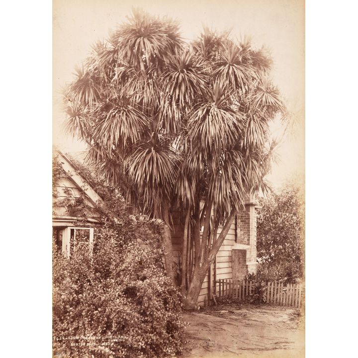 Burton Brothers 'Eden Crescent, Auckland'