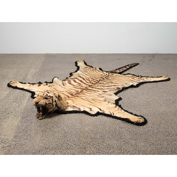 A mounted taxidermy tiger skin and head