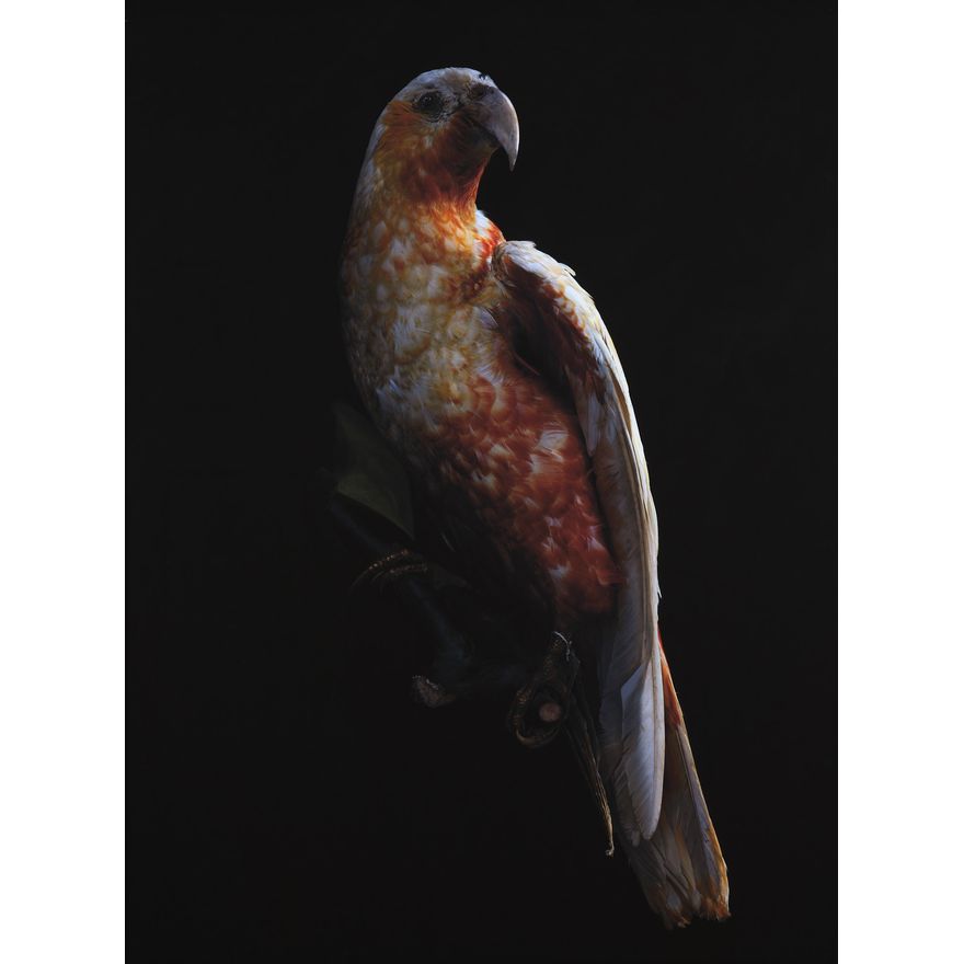 Fiona Pardington 'Kaka Nestor, Meridionalis, Canterbury Museum'