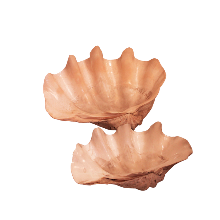 CONCHAS MARINAS