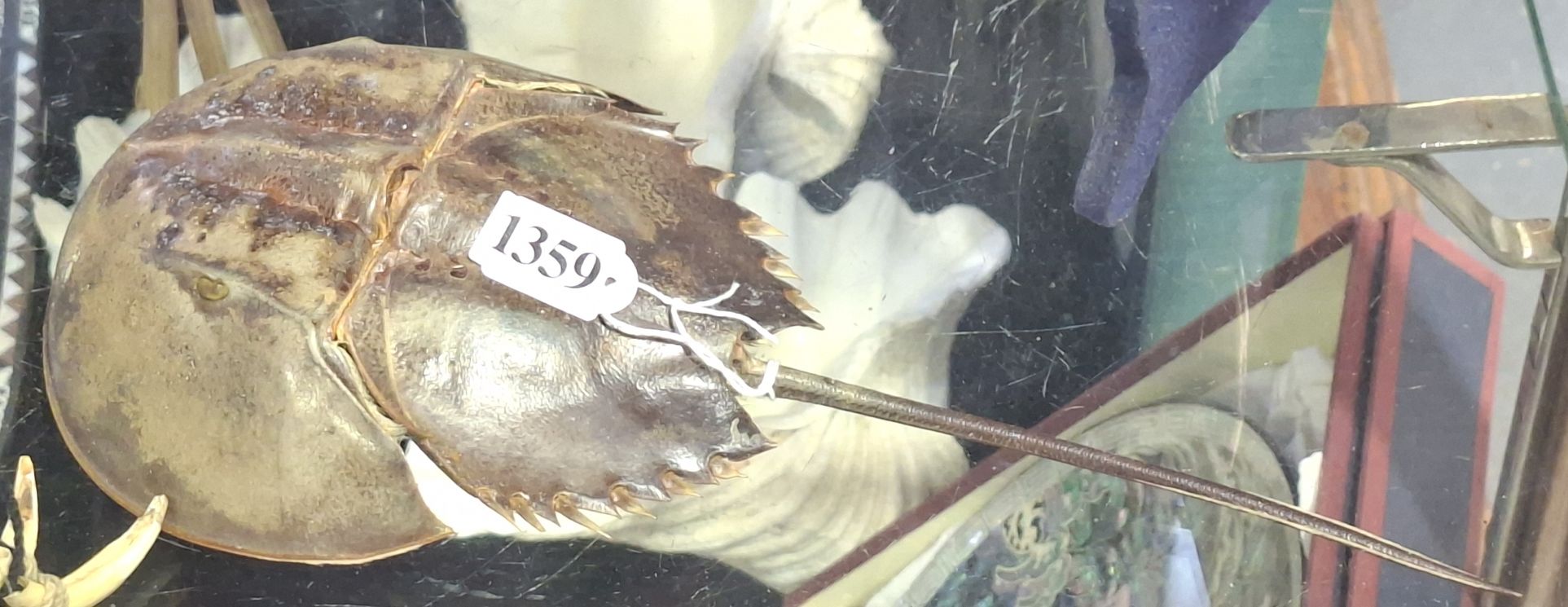 1359 · VINTAGE TAXIDERMY HORSESHOE CRAB