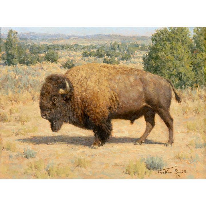 Tucker Smith (1940- ), Plains Bison, 1985