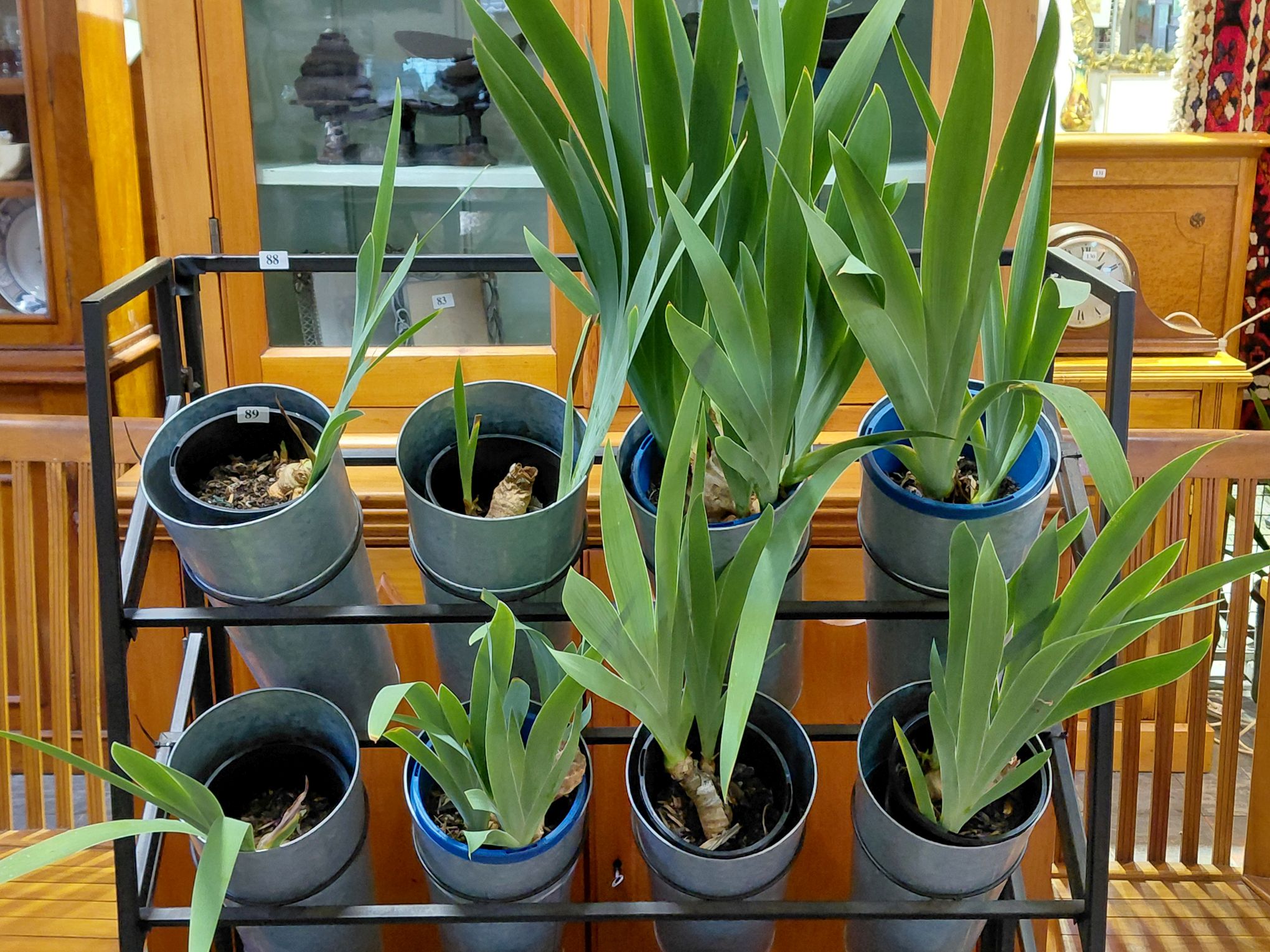 89 · IRIS PLANTS