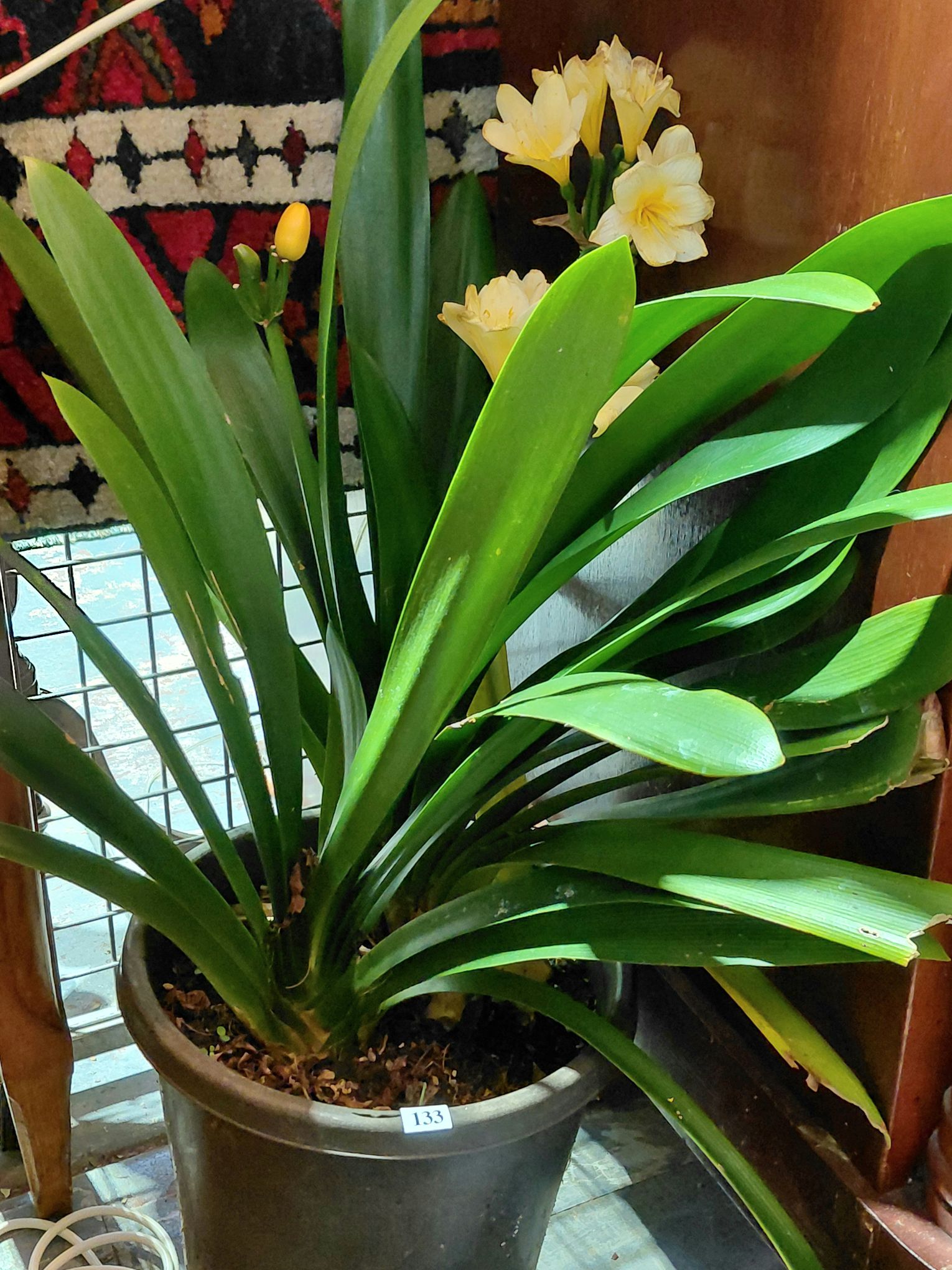 133 · YELLOW FLOWERING CLIVIA