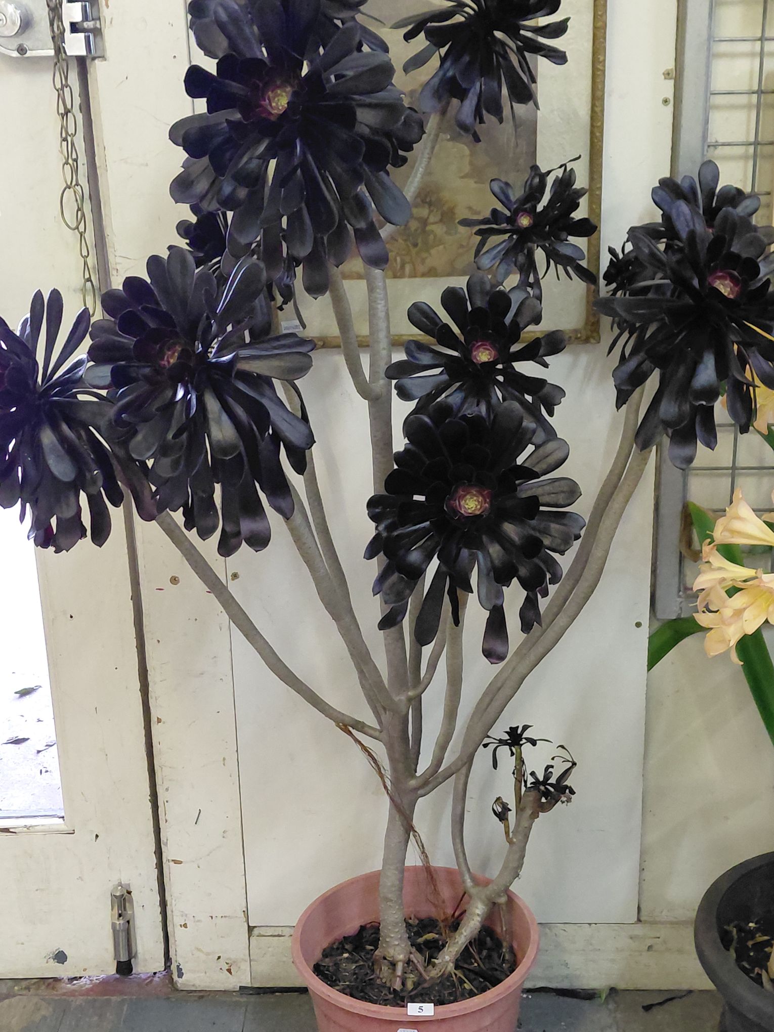 5 · BLACK ROSE SUCCULENT