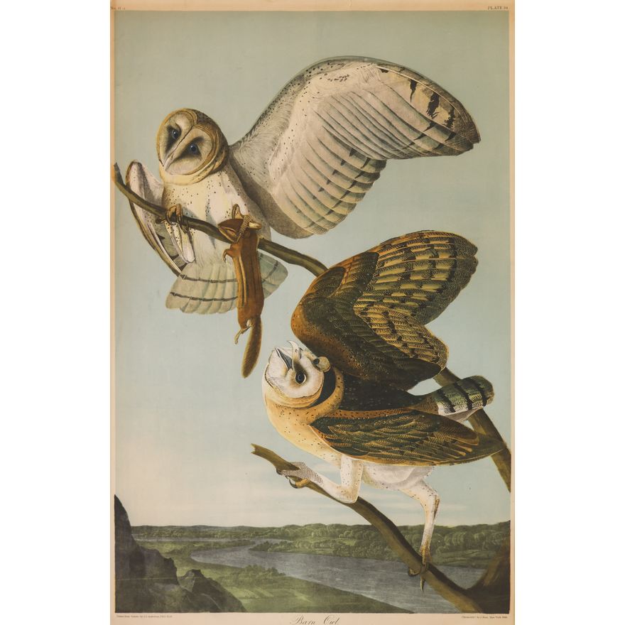 Audubon ''Barn Owl'' (Plate 34) Chromolithograph