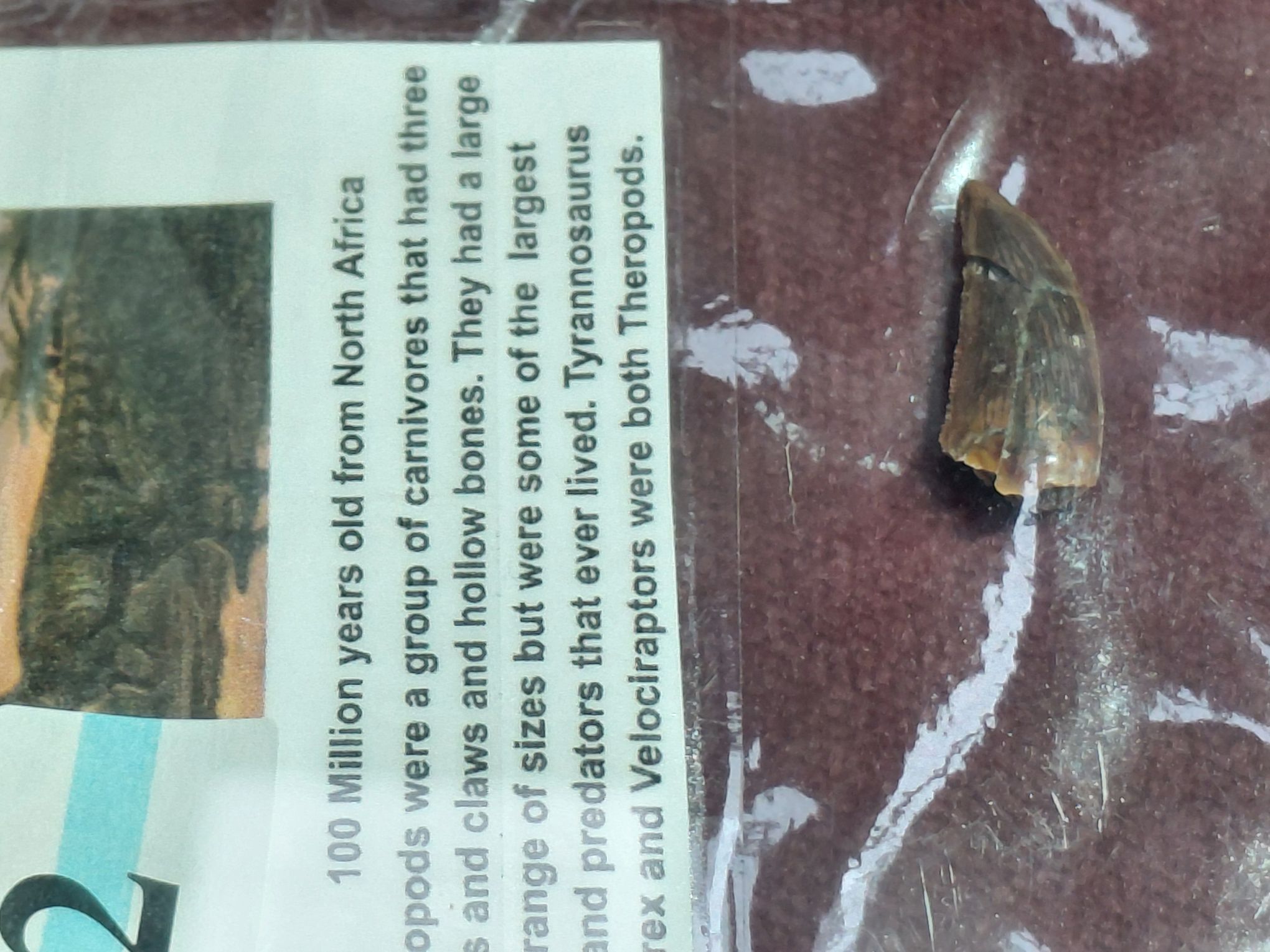 Raptor Dinosaur Tooth